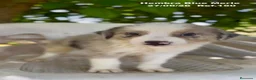 Border Collie perros en venta: BORDER COLLIE DE VILLA BIZNAGA - Anuncio 32