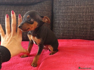 Pinscher Miniatura perros en Badajoz - Anuncio 13