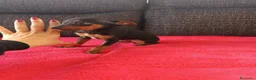 Pinscher Miniatura perros en venta: Pincher miniatura en Badajoz - Anuncio 1
