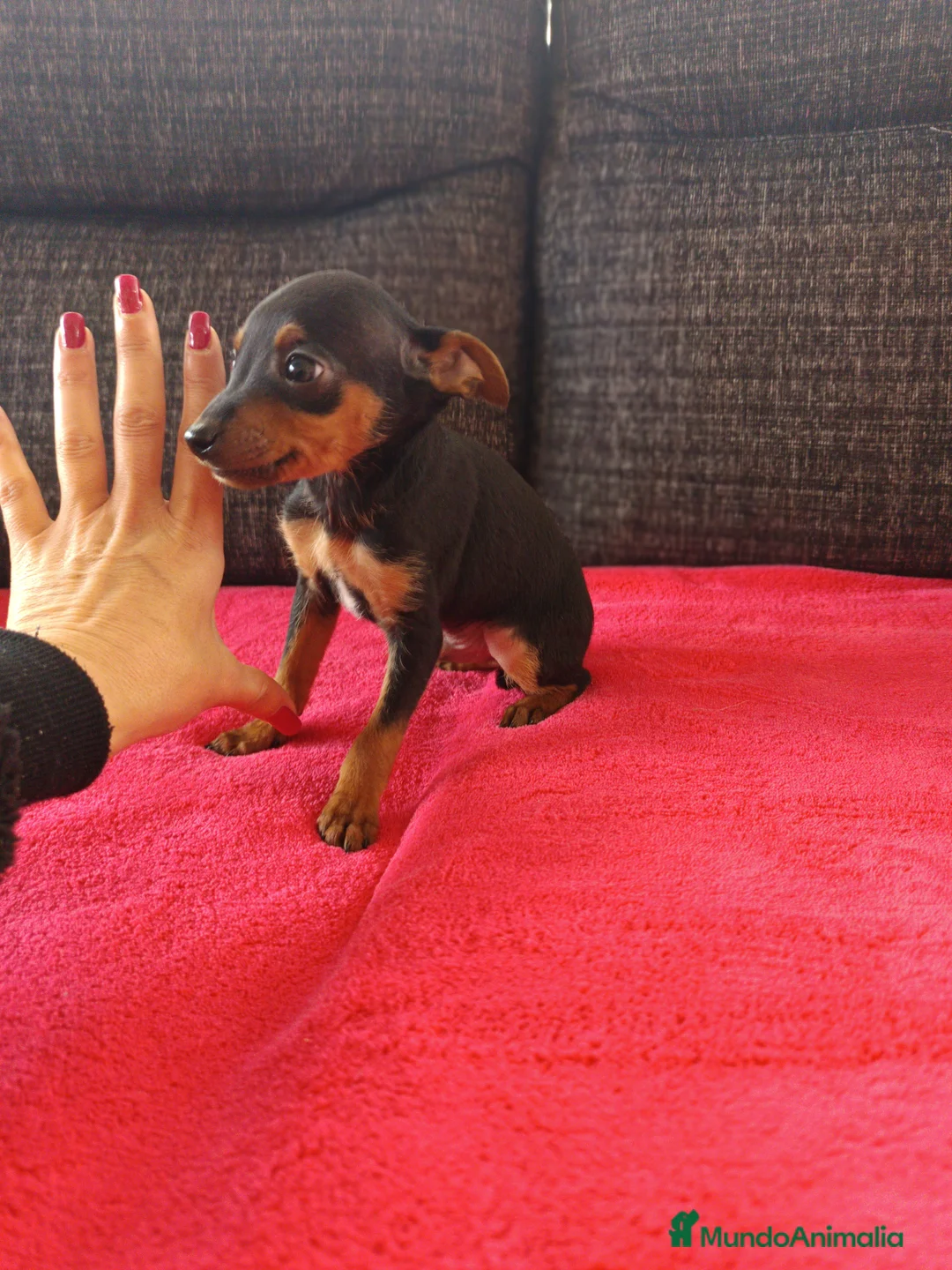 Pinscher Miniatura perros en venta: Pincher miniatura en Badajoz - Anuncio 1