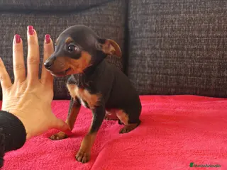 Pinscher Miniatura perros Pincher miniatura en Badajoz - Anuncio 35