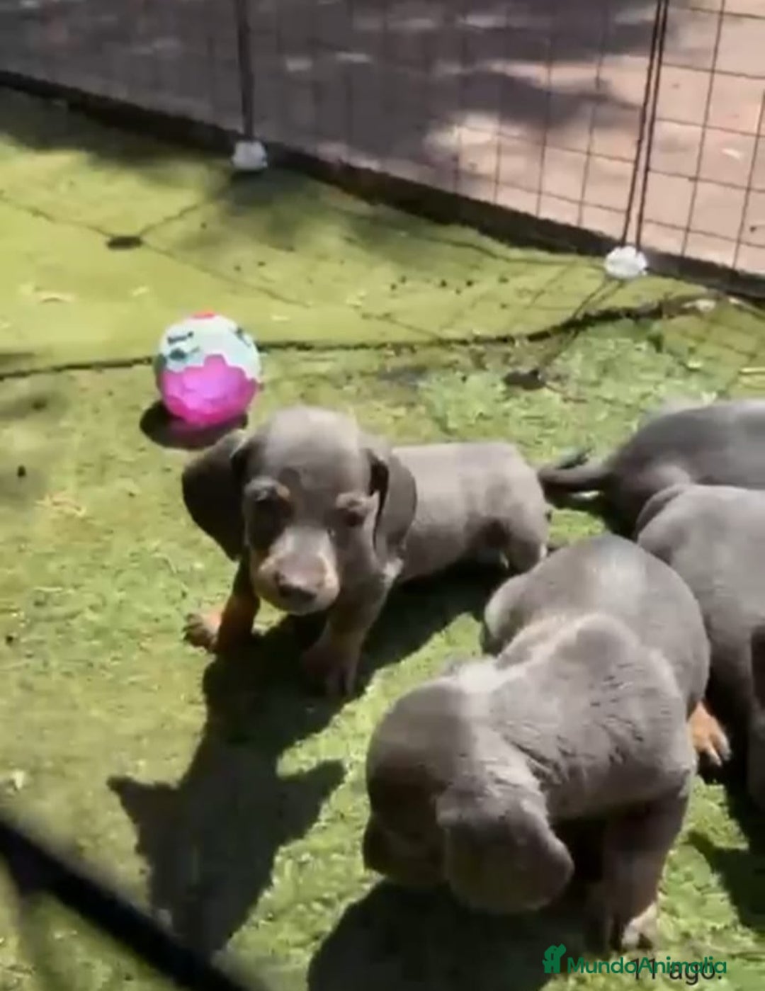 Teckel perros en venta: Teckel Azul Cachorro - Imagen 3