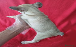 Bulldog Francés perros en venta: Bulldog Francés  - Imagen 3