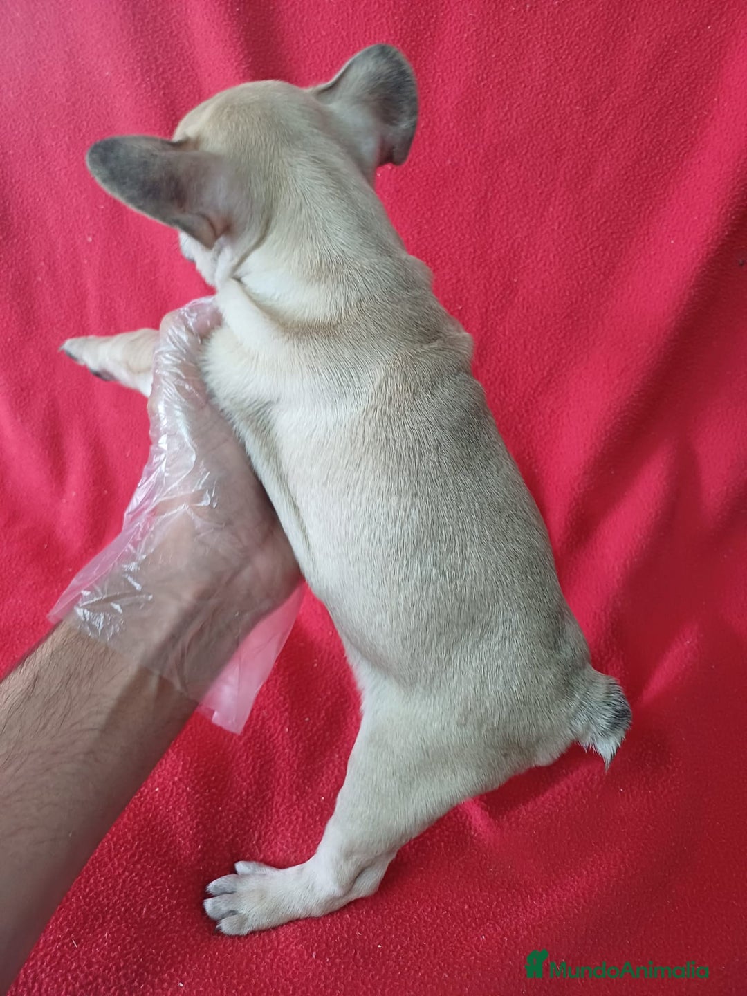 Bulldog Francés perros en venta: Bulldog Francés  - Imagen 3