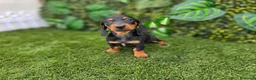 Teckel Miniatura perros en venta: TECKEL KANNINCHEN  - Anuncio 4