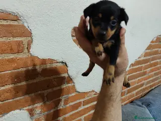 Pinscher Miniatura perros Mini Pincher - Anuncio 3