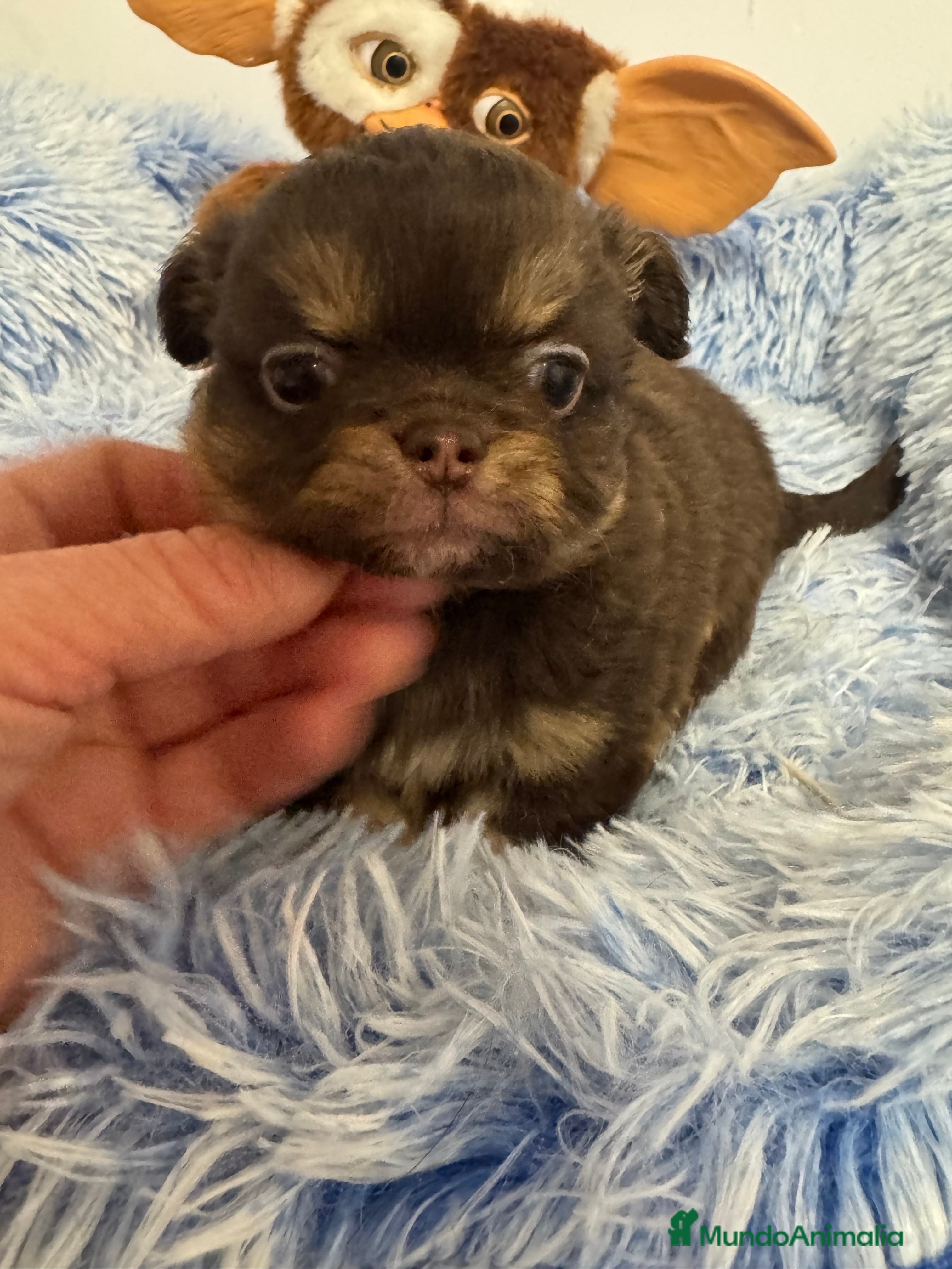 Chihuahua perros Chihuahua línea rusa  - Anuncio 2