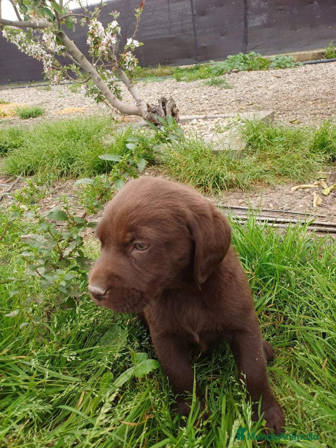 Labrador Retriever perros en venta: Disponible preciosos labradores chocolate  en Córdoba - Anuncio 2