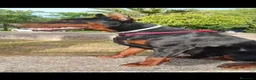 Dobermann perros en venta: Doberman  - Anuncio 12