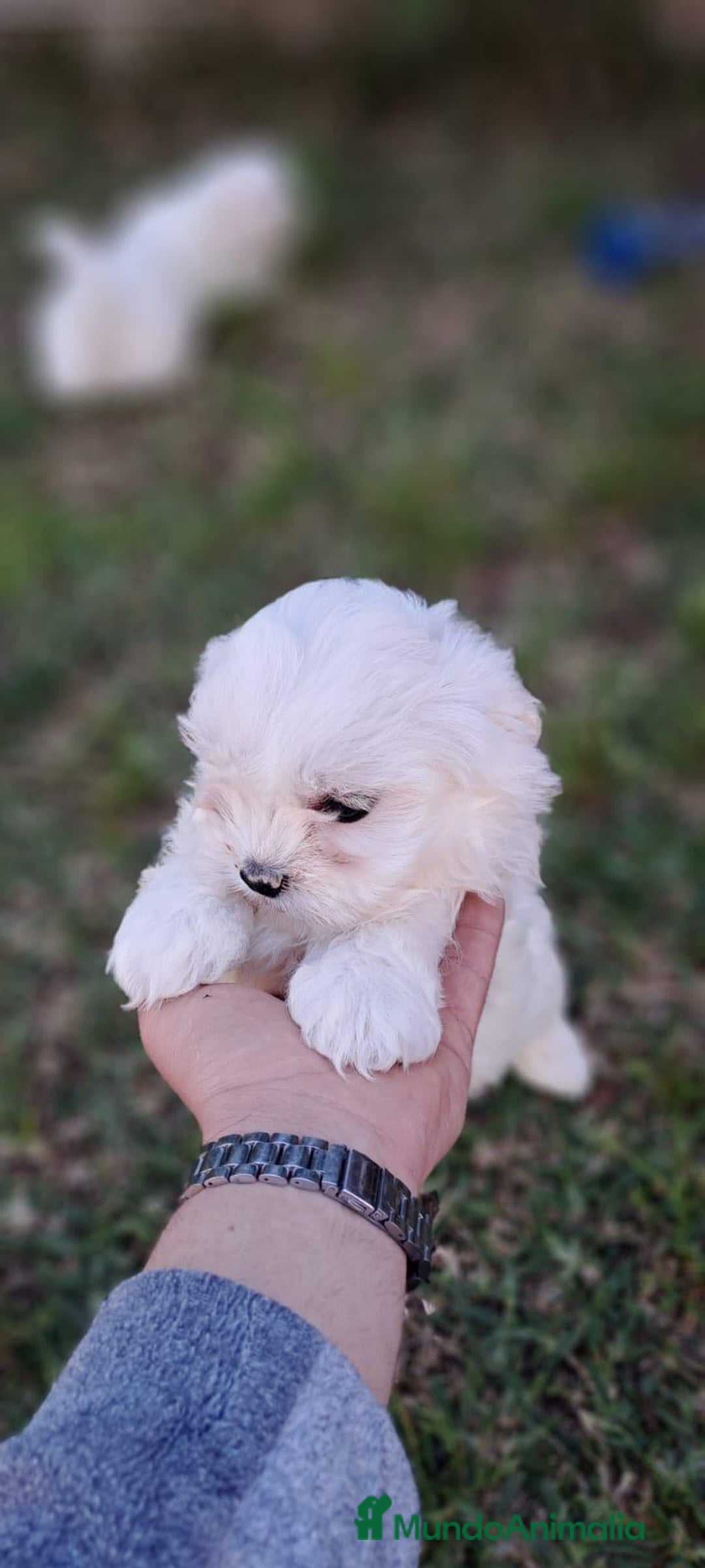 Bichón Maltés perros en venta: Mimoso bebé de Bichón Maltes Toy - Imagen 2