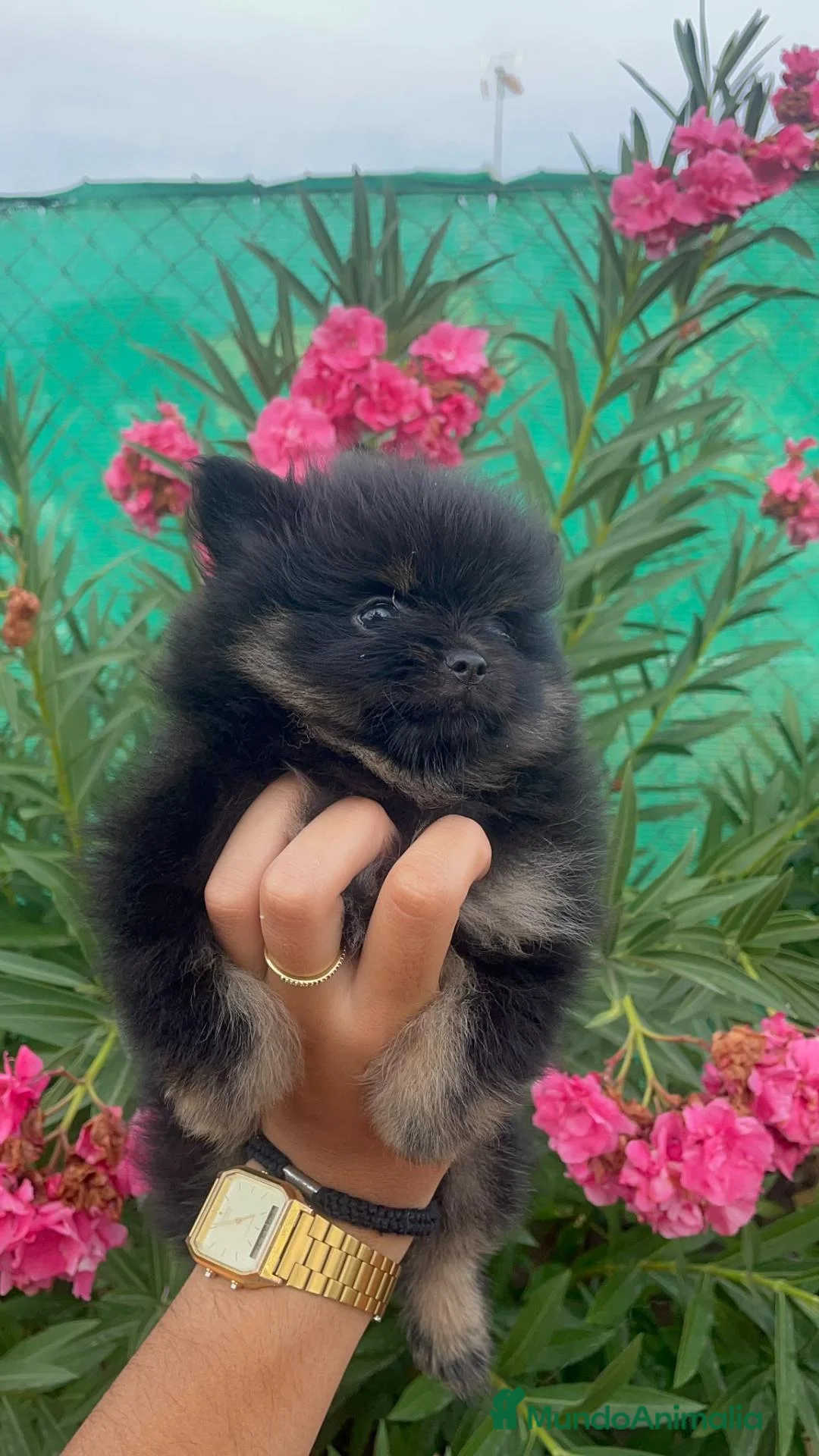 Pomerania perros en venta: Cachorra pomerania  - Anuncio 2