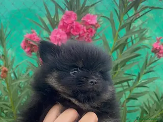 Pomerania perros Cachorra pomerania - Anuncio 2