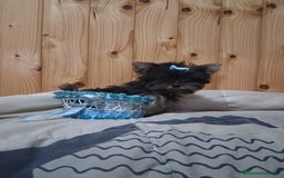 Yorkshire Terrier perros en venta: Yorkshire toy - Imagen 1