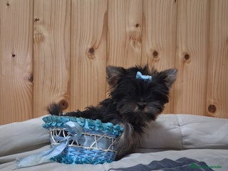 Yorkshire Terrier perros - Anuncio 1