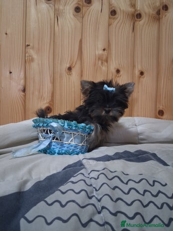 Yorkshire Terrier perros - Anuncio 3