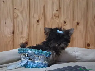 Yorkshire Terrier perros Yorkshire toy - Anuncio 15