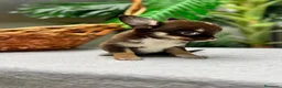 Chihuahua perros en venta: CHIHUAHUA - MACHO - Anuncio 5