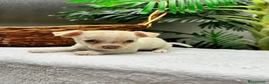 Chihuahua 2