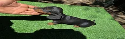 Teckel perros en venta: Teckel Kannichen de Calidad  - Anuncio 14