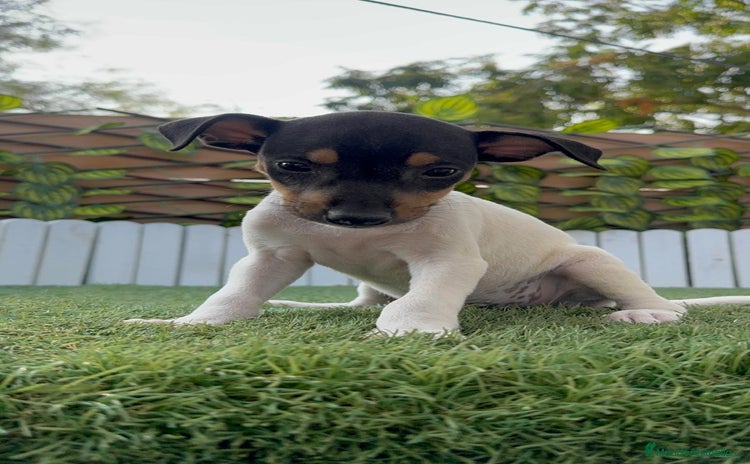 Ratonero Bodeguero Andaluz perros - Anuncio 1