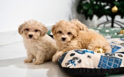 Maltipoo perros en venta: Camada exclusiva de Matipoo - Anuncio 1