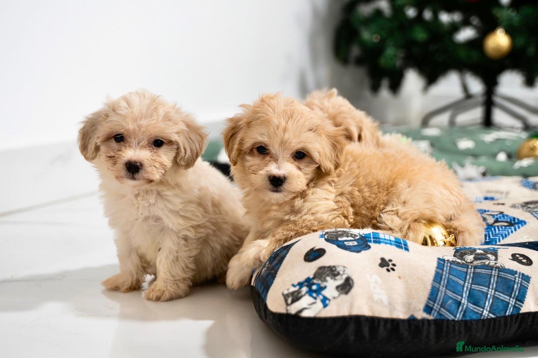 Maltipoo perros en venta: Camada exclusiva de Matipoo - Anuncio 1