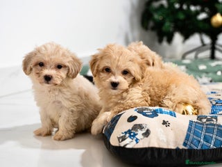 Maltipoo perros Camada exclusiva de Matipoo - Anuncio 1