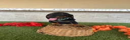 Teckel perros en venta: Teckel miniatura negro fuego  - Anuncio 6