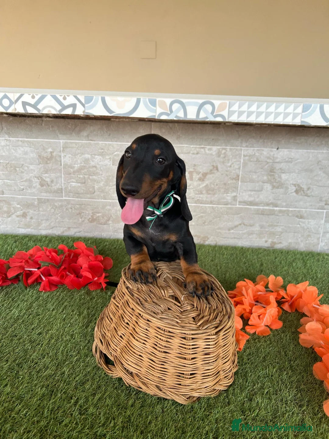 Teckel perros en venta: Teckel miniatura negro fuego  - Anuncio 6