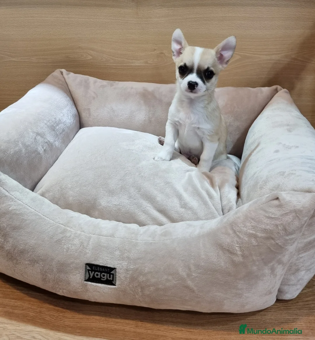 Chihuahua perros en venta: Chihuahuas  en Barcelona - Anuncio 4