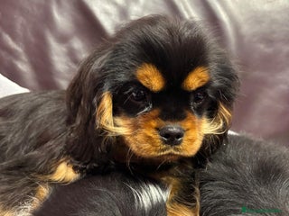 Cavalier King Charles Spaniel perros Cachorros Cavalier King alta calidad - Anuncio 1