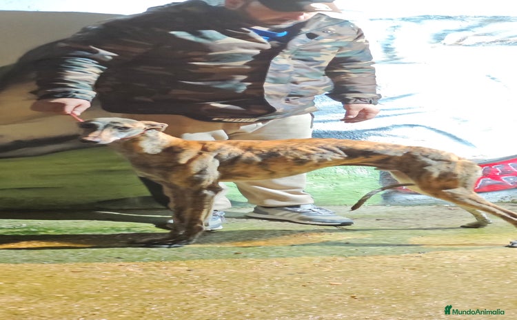 Galgo Español perros Galgo  - Anuncio 2