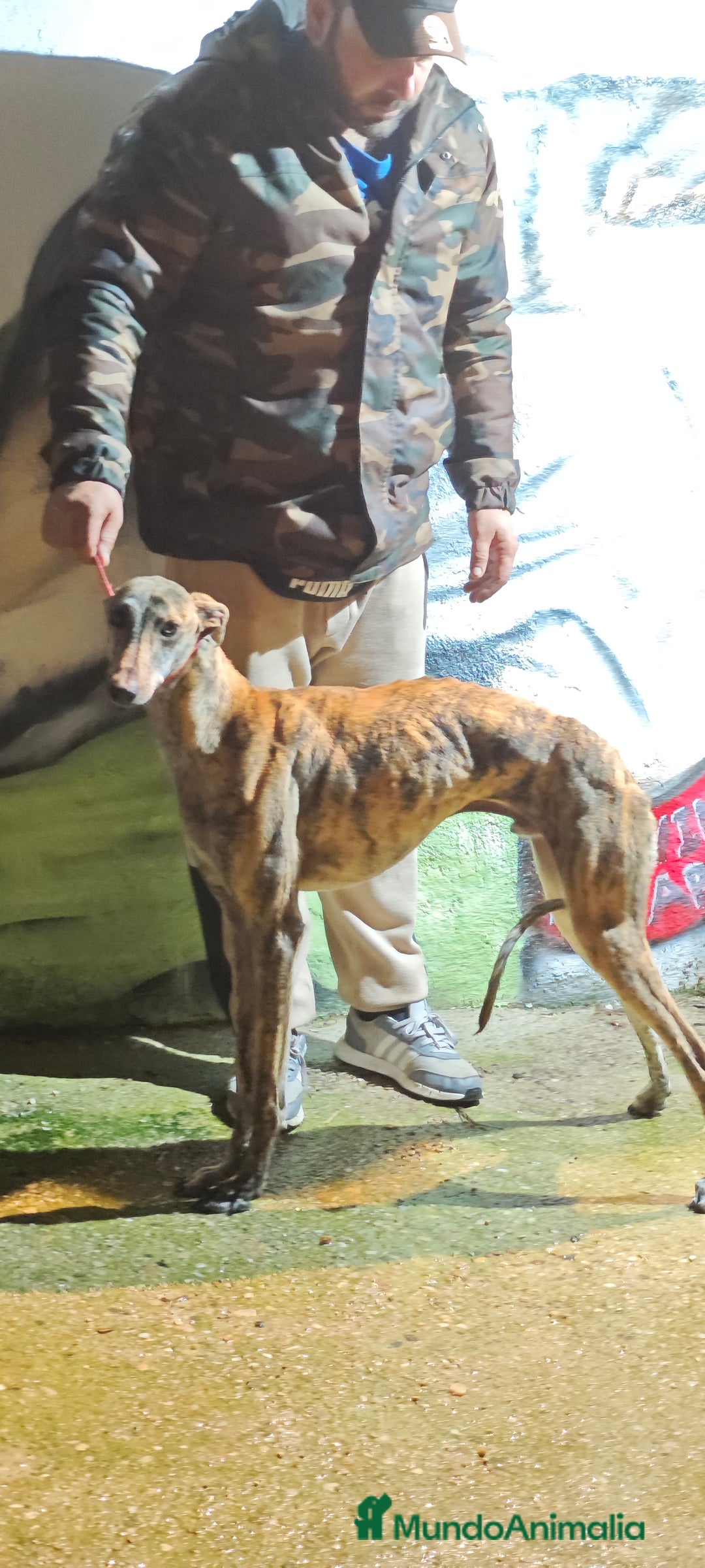 Galgo Español perros en venta: Galgo  - Anuncio 1