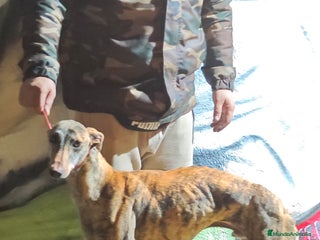 Galgo Español perros Galgo - Anuncio 1