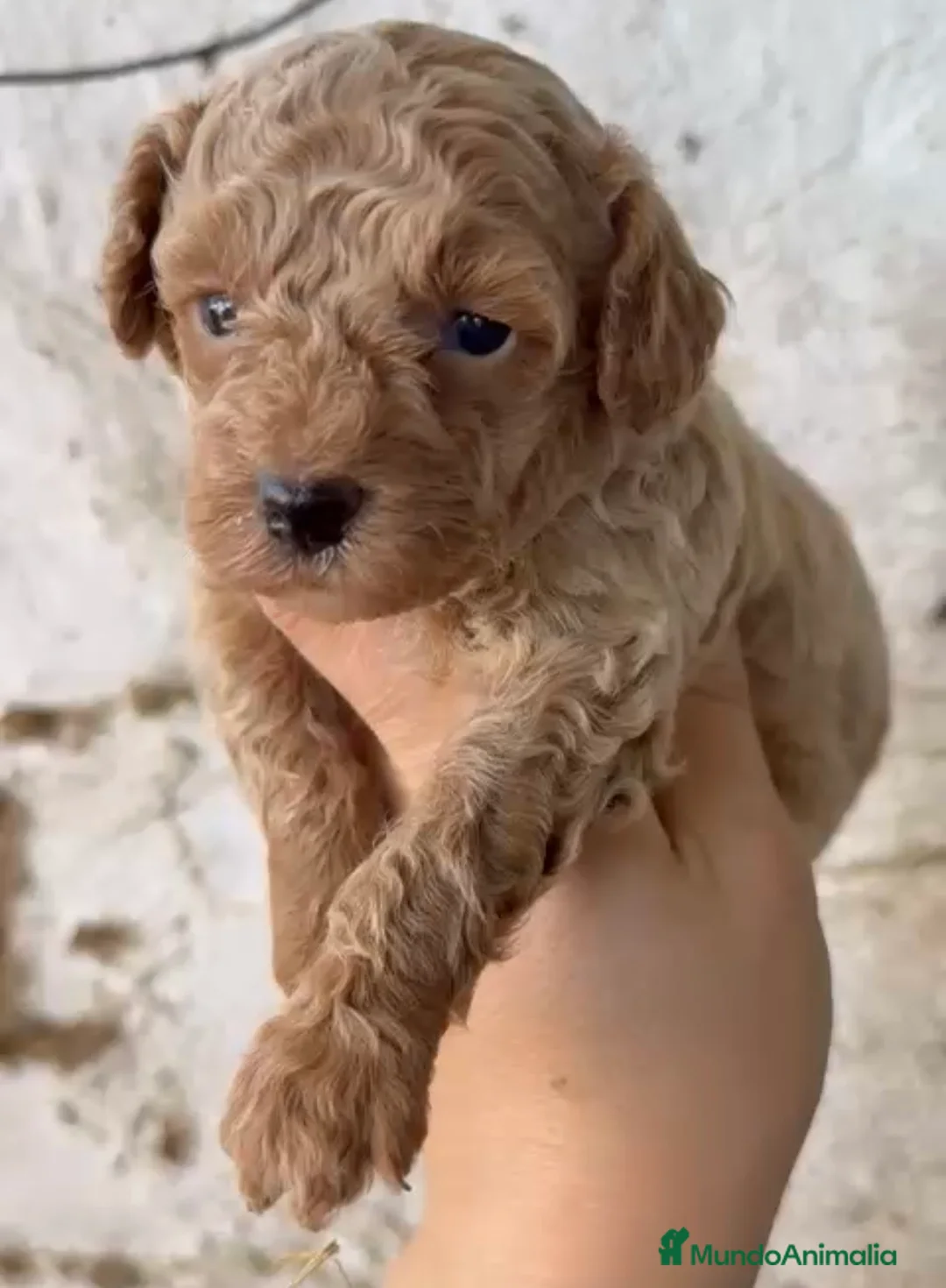 Caniche Toy perros en venta: Último caniche Toy disponible - Anuncio 3