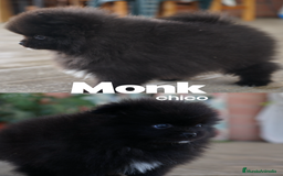 Pomerania perros en venta: 🐾 Prodigy, Monk, Sparky y Roscón – PomeraniaS 🐾 - Imagen 2
