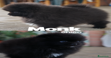 Pomerania perros - Anuncio 3