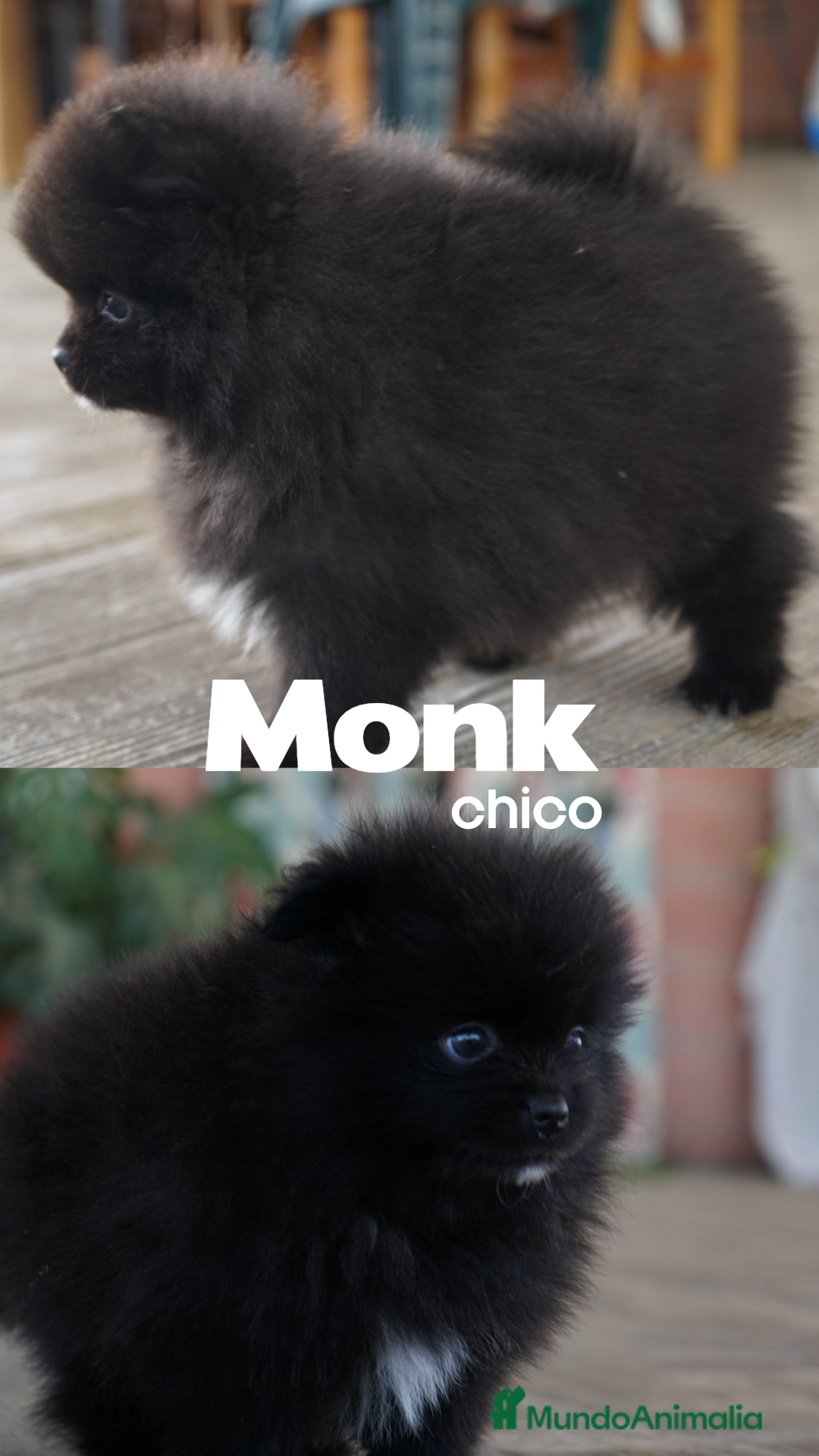Pomerania perros en venta: 🐾 Prodigy, Monk, Sparky y Roscón – PomeraniaS 🐾 - Imagen 2