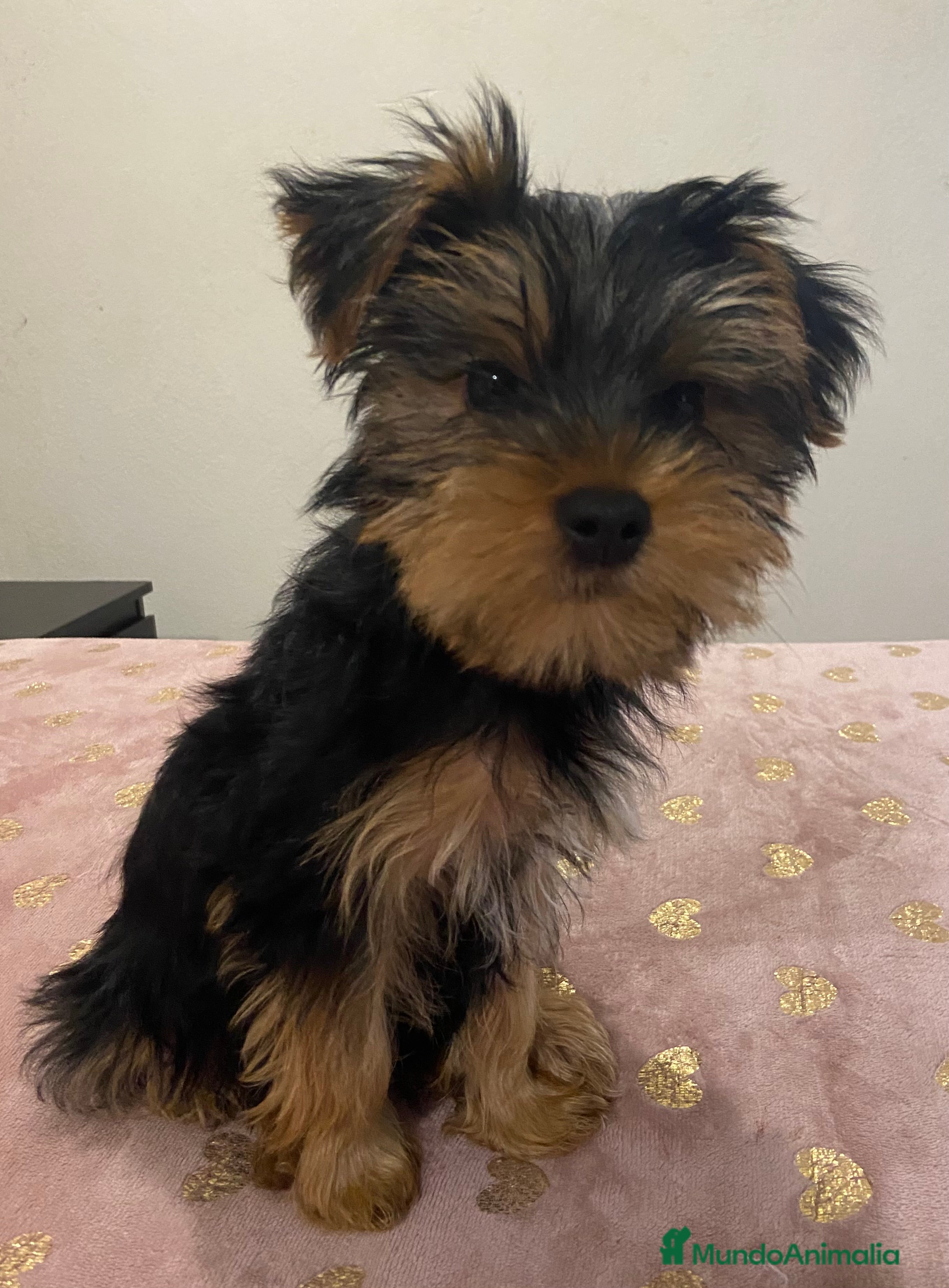 Yorkshire Terrier perros Macho Yorkshire de 4 meses🐾 - Anuncio 2