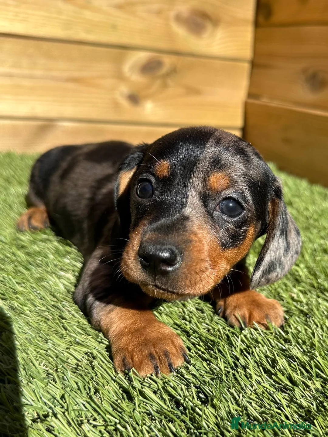 Caniche Enano perros en venta: VARIAS RAZAS en Barcelona - Anuncio 10