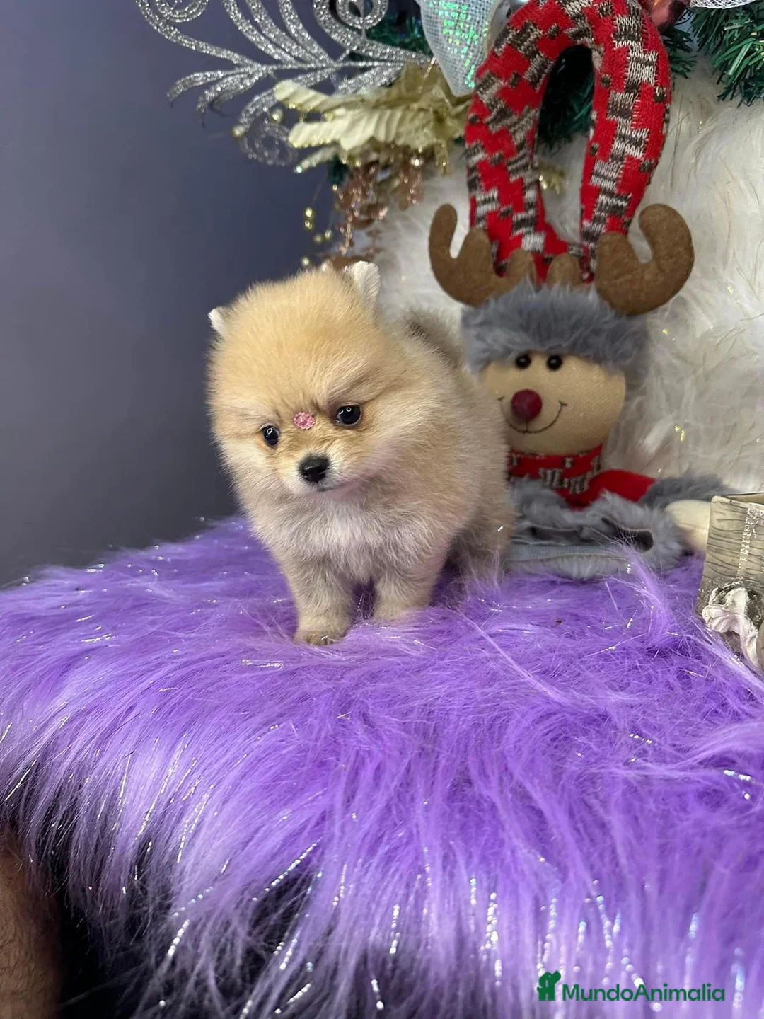 Pomerania perros en venta: pomeranias cachorros  - Anuncio 1