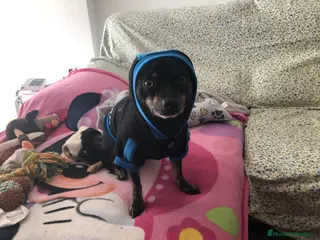 Raza Mixta perros SE REGALA PERRO POR NO PODER ATENDER - Anuncio 1