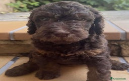 Raza Mixta perros en venta: Labradoodle  - Imagen 4