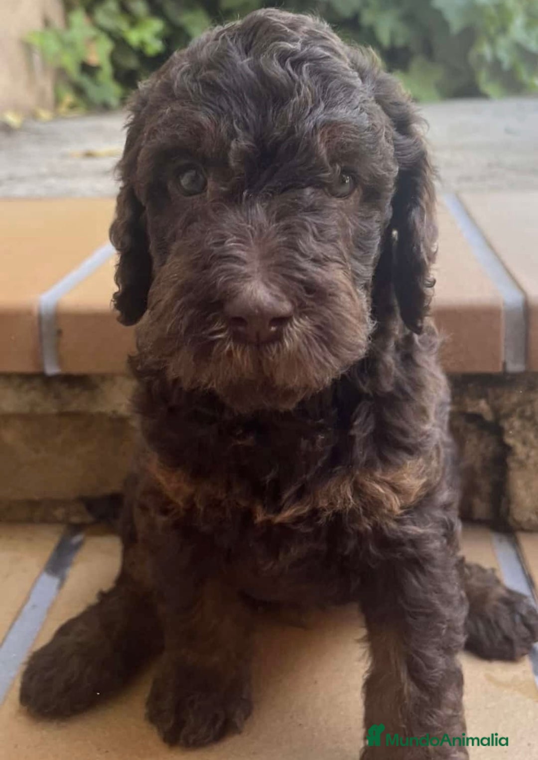 Raza Mixta perros en venta: Labradoodle  - Imagen 4