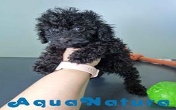 Caniche Toy perros en venta: Caniche Hembra CJMM 4170 AQUANATURA - Imagen 2