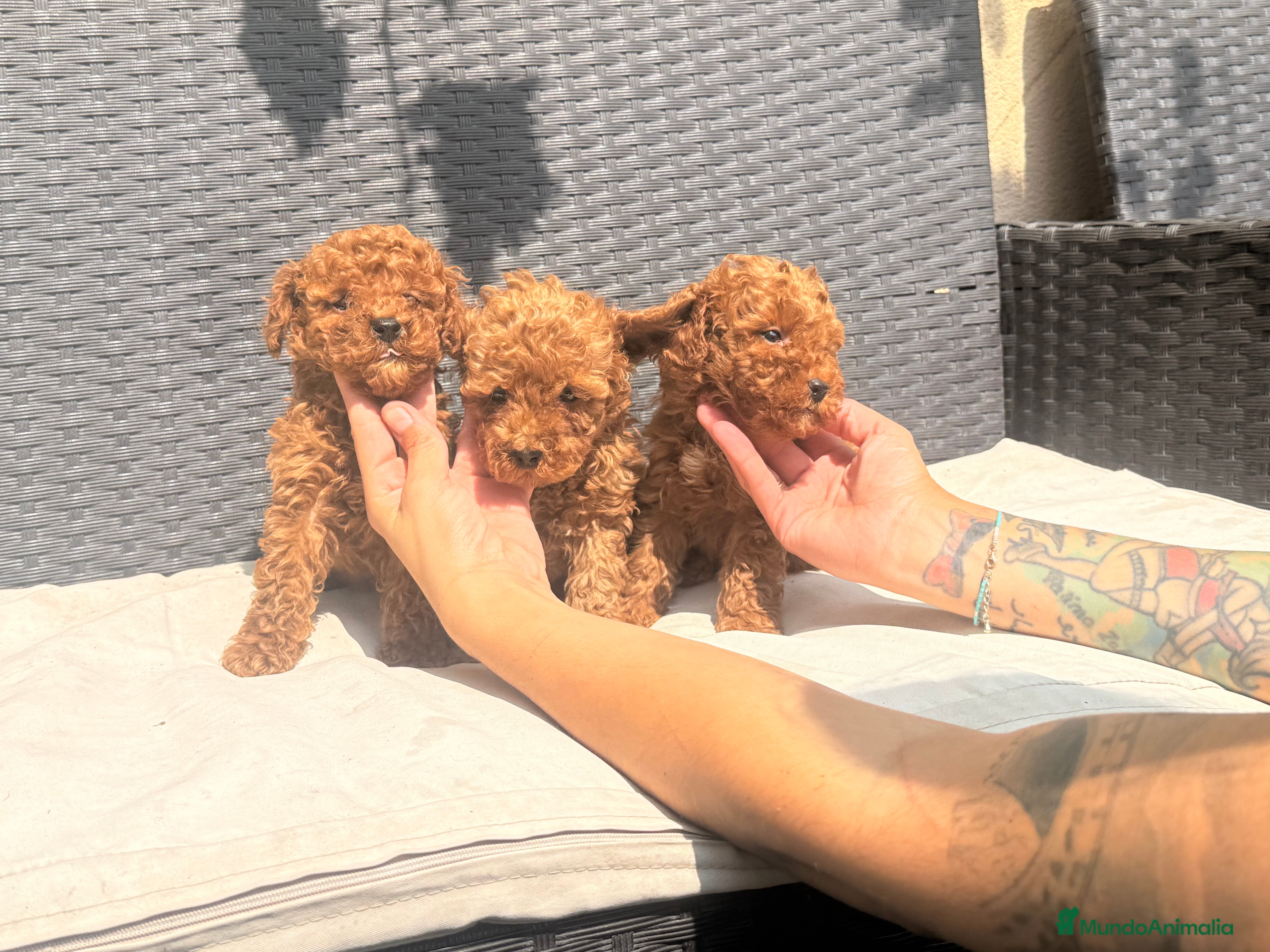 Caniche Toy perros caniche toy 1300 - Anuncio 2