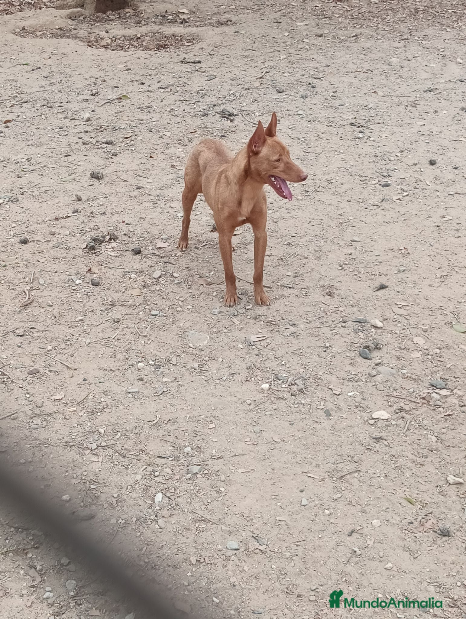 Podenco Andaluz perros Podenco adopción  - Anuncio 1