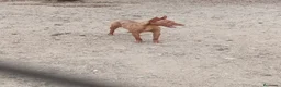 Podenco Andaluz perros en venta: Podenco adopción  - Anuncio 1