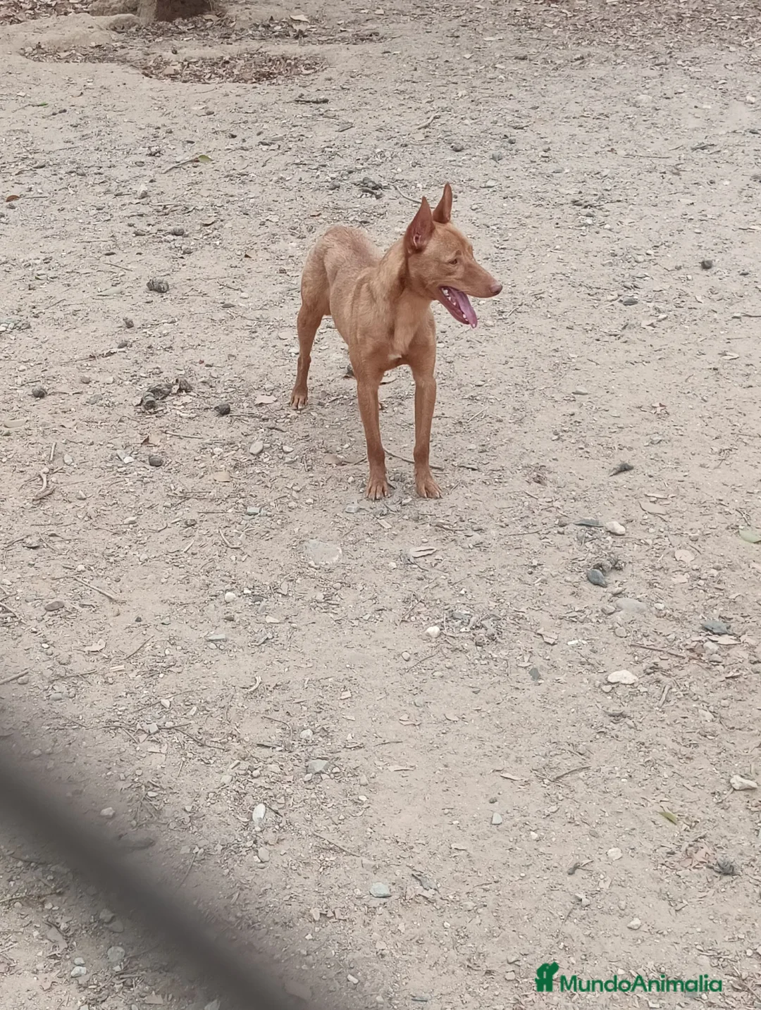 Podenco Andaluz perros en venta: Podenco adopción  - Anuncio 1