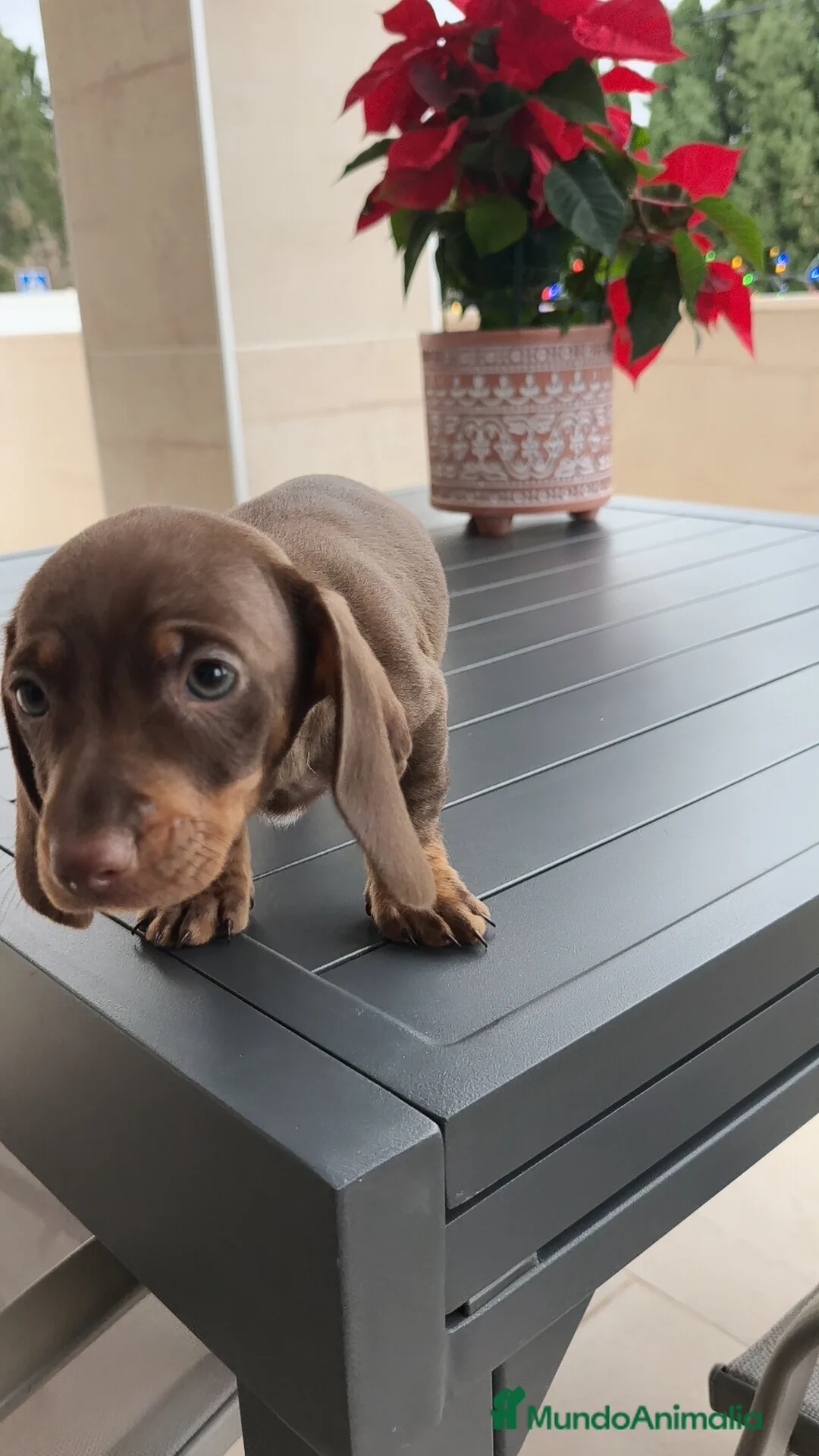 Teckel Miniatura perros en venta: Teckel mini ♀️♂️ - Anuncio 3